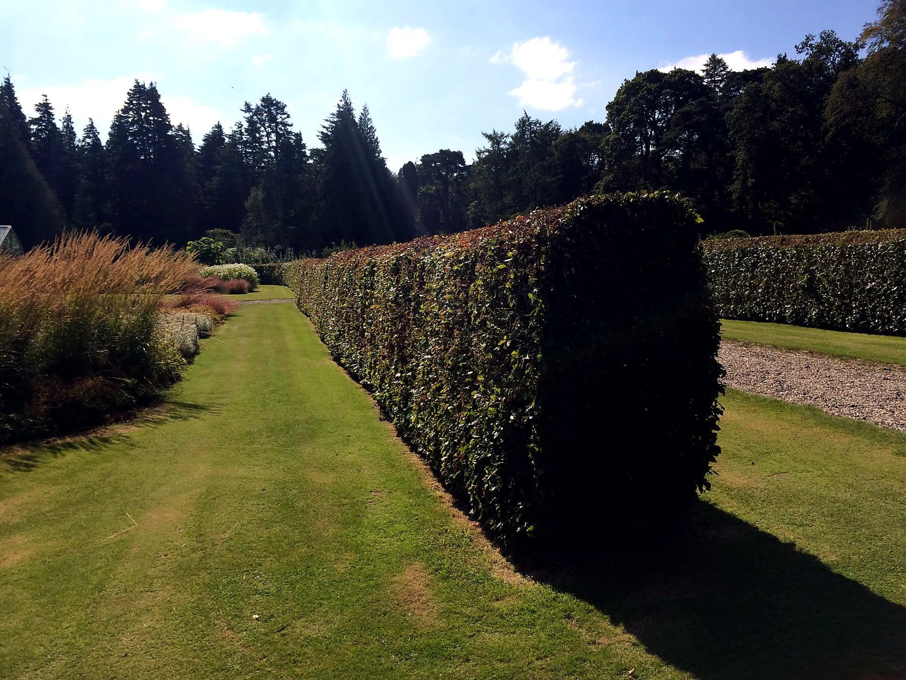 Clipped beech hedges and a mown grass walk in the gardens at Mount Stuart, Isle of Bute