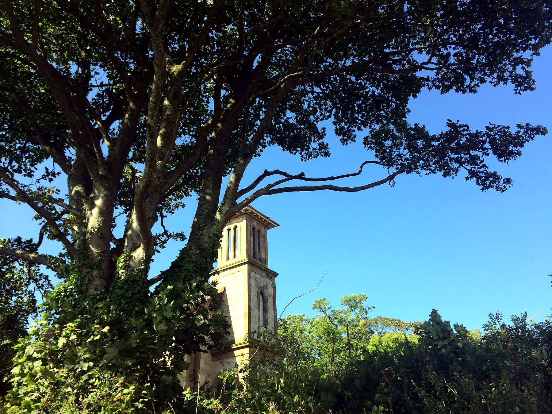 Ivy-clad ruined church tower framed by an old sycamore on the Isle of Bute