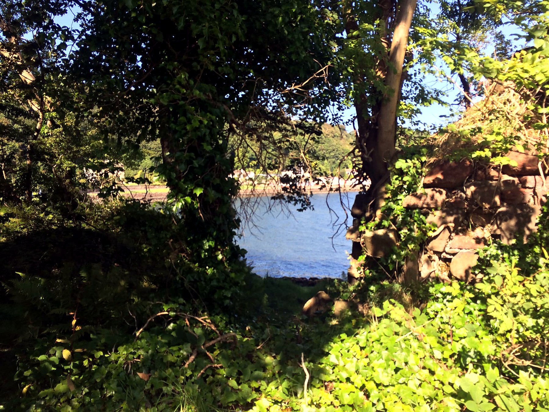 View through ivy-covered trees and old stonework to a village across the water, Isle of Bute