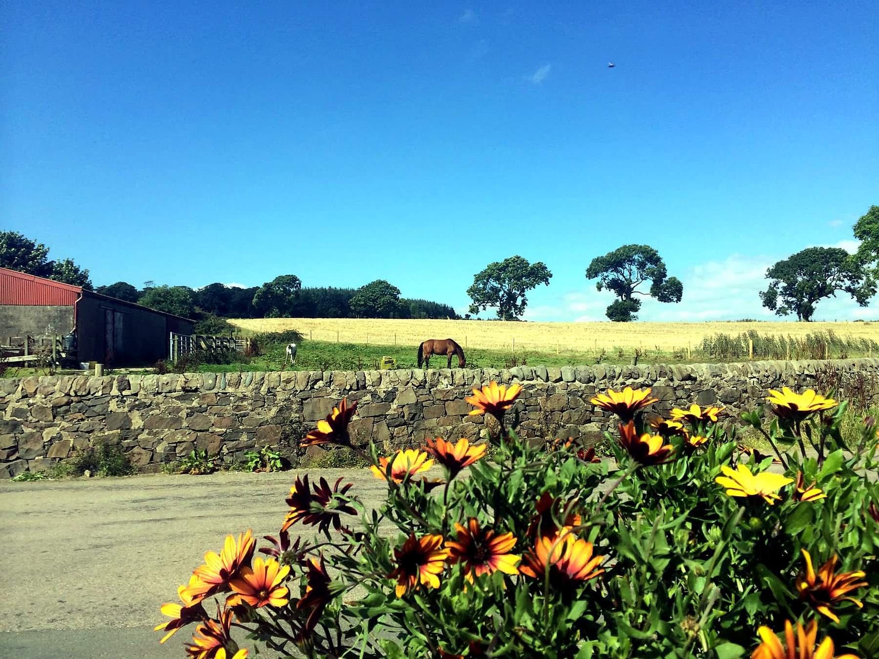 Horses grazing beside a dry stone wall and ripening barley field in the countryside of the Isle of Bute