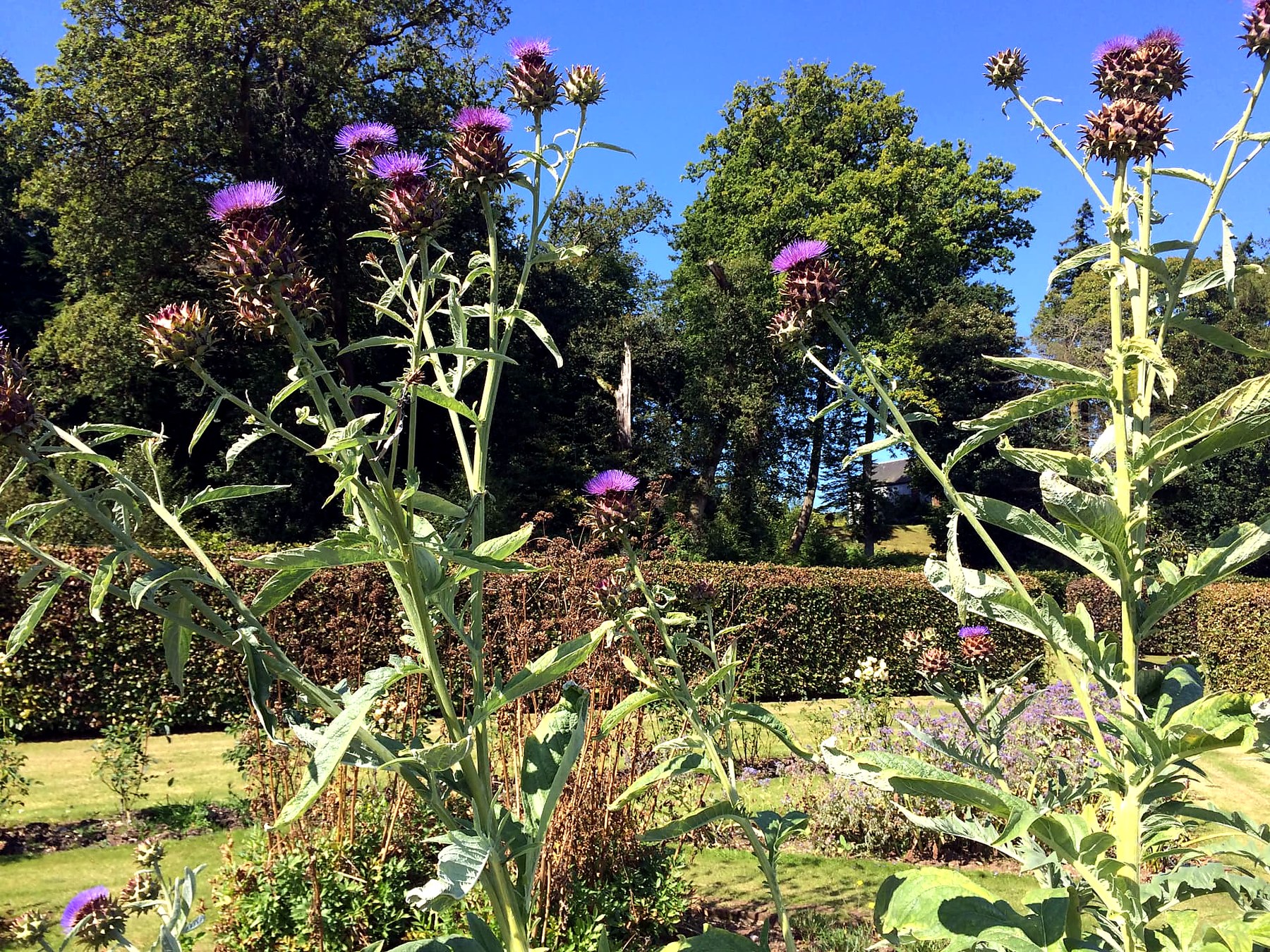 Tall purple cardoon flowers against a blue sky in the gardens at Mount Stuart, Isle of Bute
