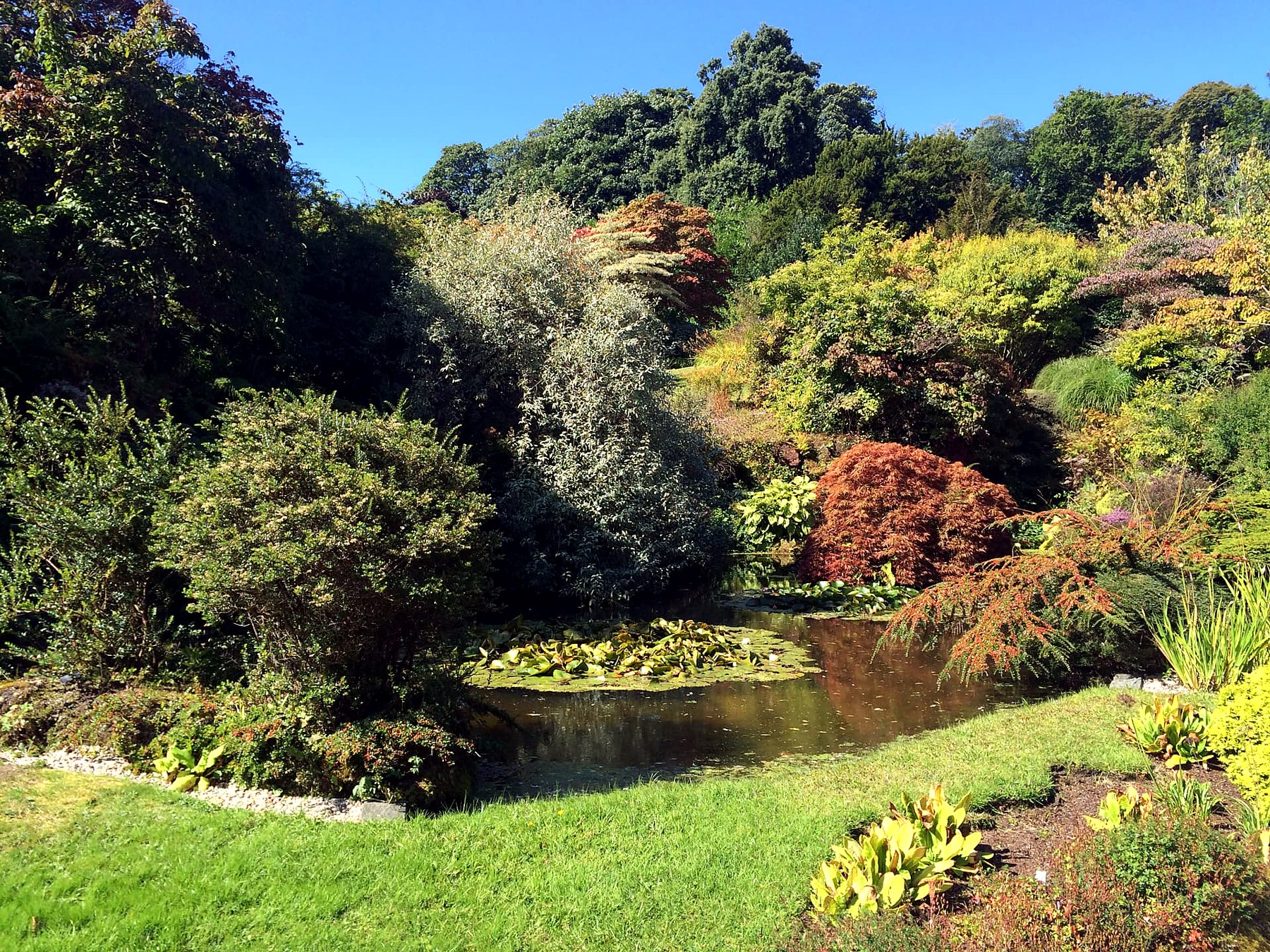 The Rock Garden pond at Mount Stuart on the Isle of Bute, with water lilies and acers turning red in autumn