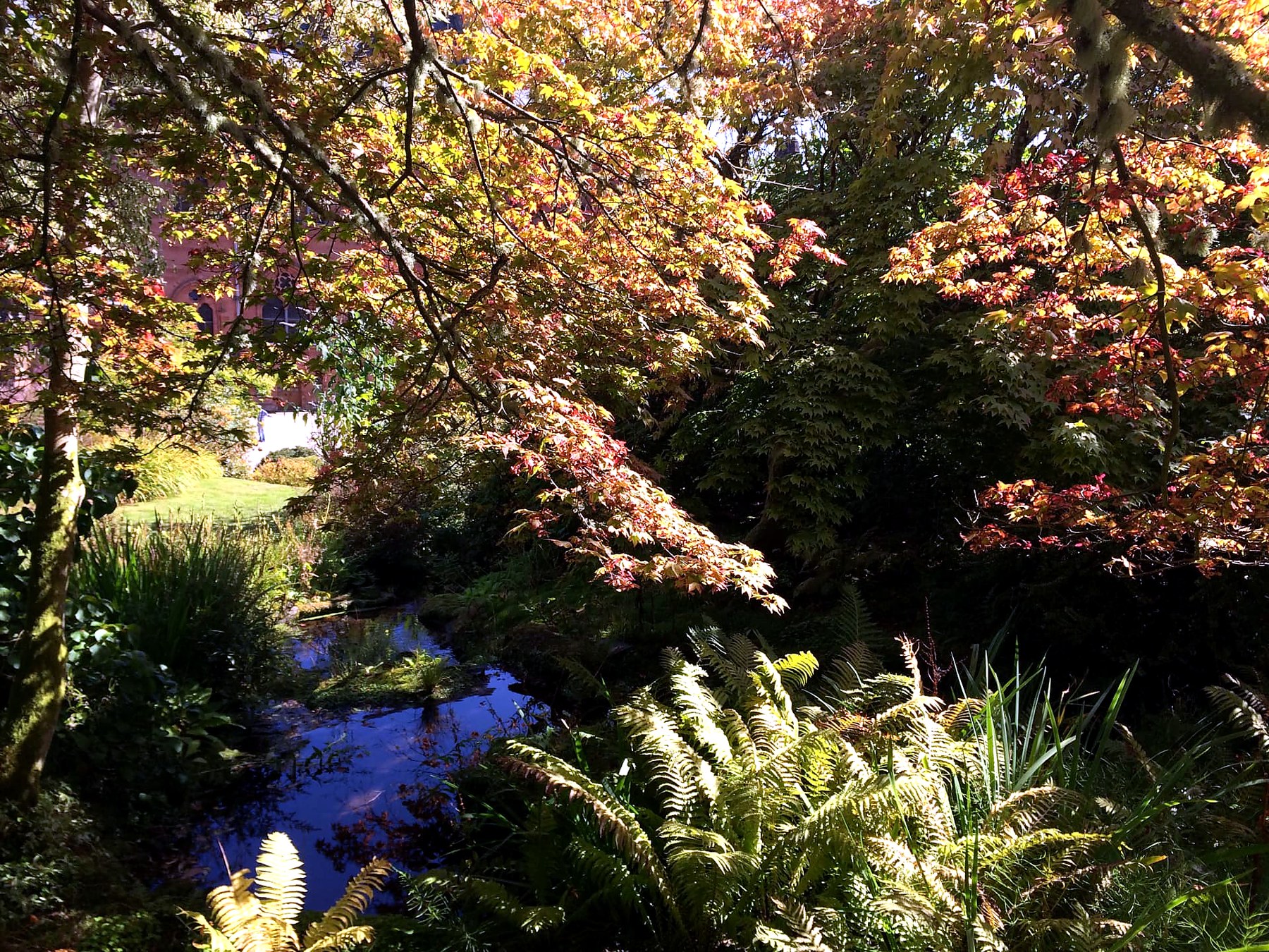 Golden acers and ferns above a garden burn at Mount Stuart on the Isle of Bute in autumn