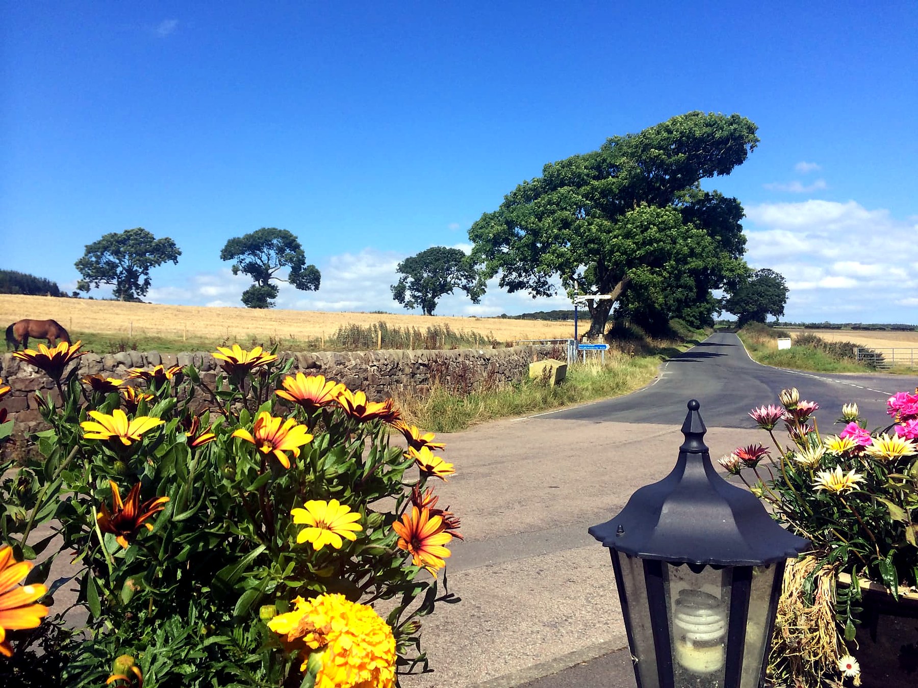 A quiet country crossroads on the Isle of Bute in summer, with flowers, barley fields and windswept oak trees