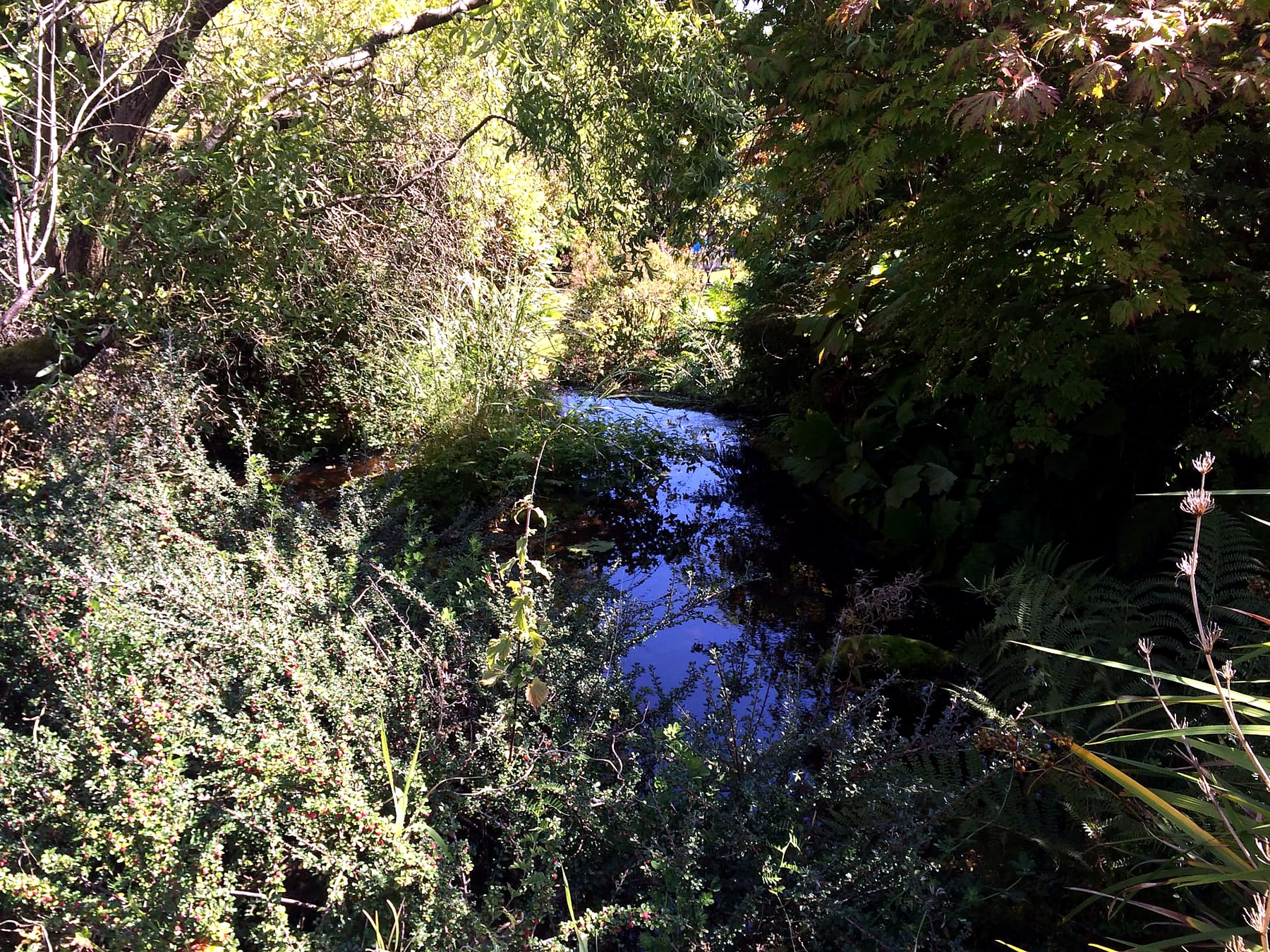 A still garden burn reflecting blue sky between ferns and cotoneaster at Mount Stuart, Isle of Bute