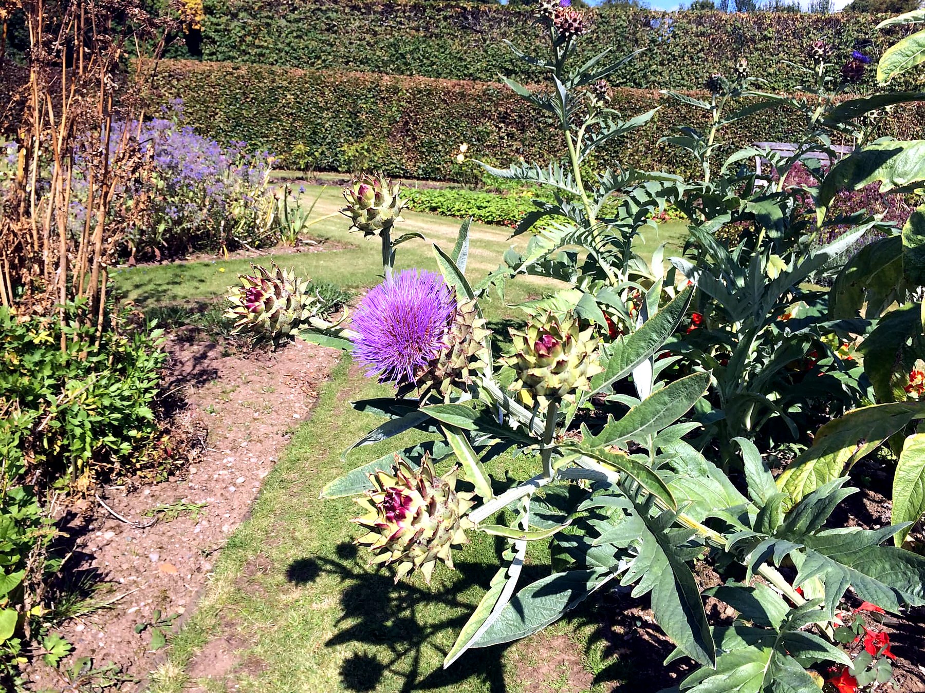 Globe artichokes in purple flower in the walled kitchen garden at Mount Stuart, Isle of Bute