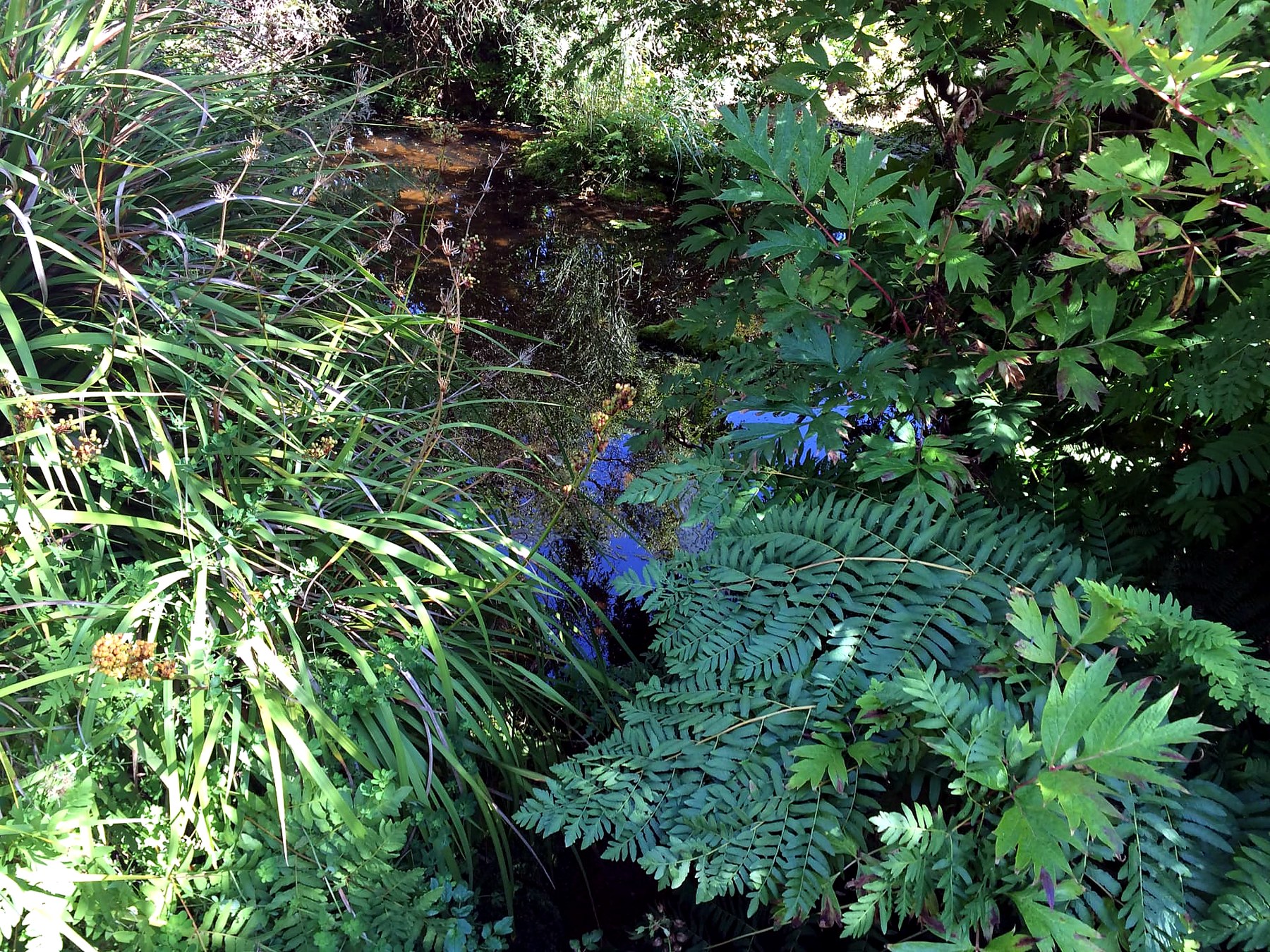 Ferns and grasses crowding a still garden burn in the woodland gardens on the Isle of Bute
