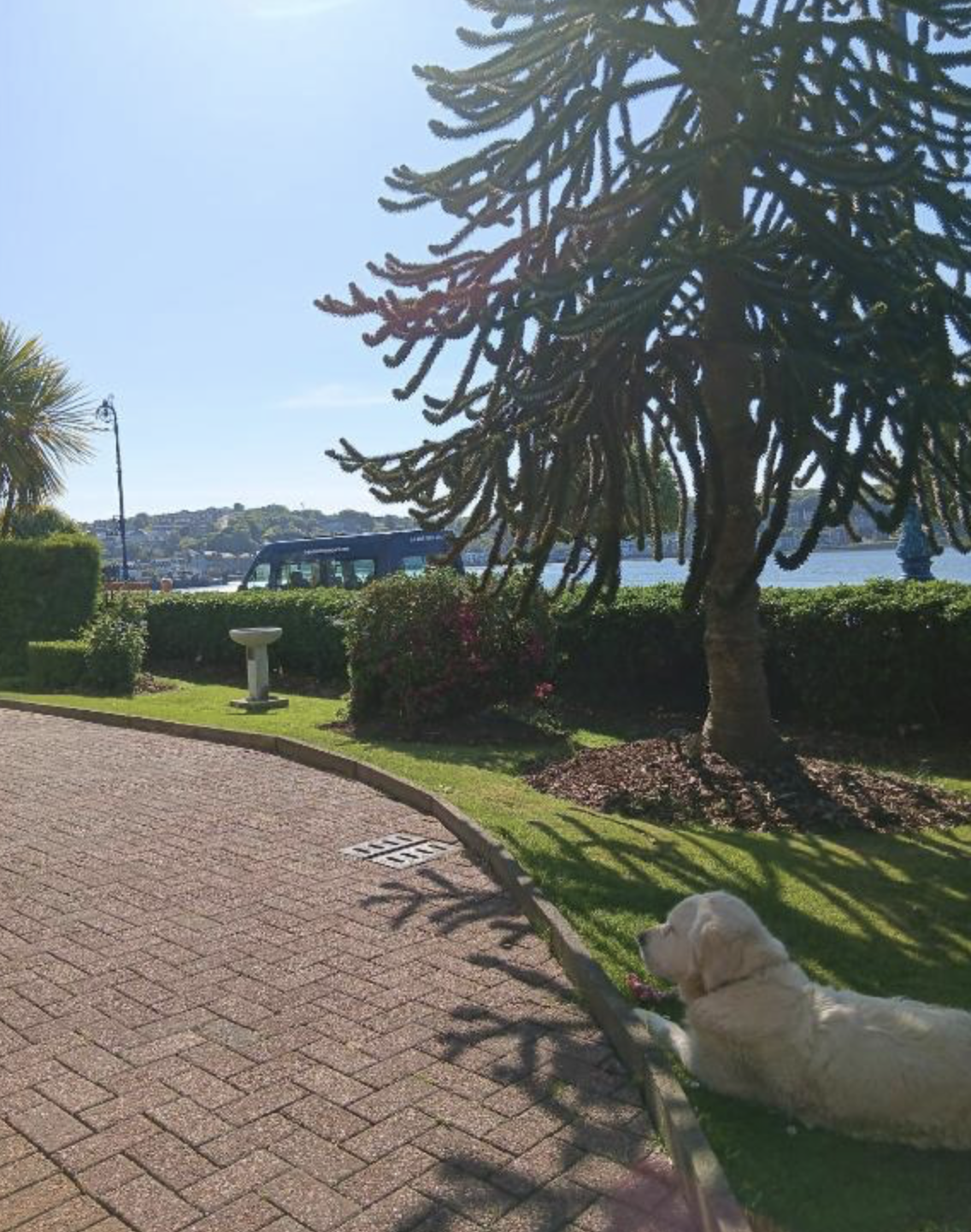 The garden at Battery Lodge with a monkey puzzle tree and a bus passing on Rothesay's Esplanade
