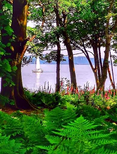 A yacht sailing past Bute seen through beech trees, ferns and foxgloves on the shore path