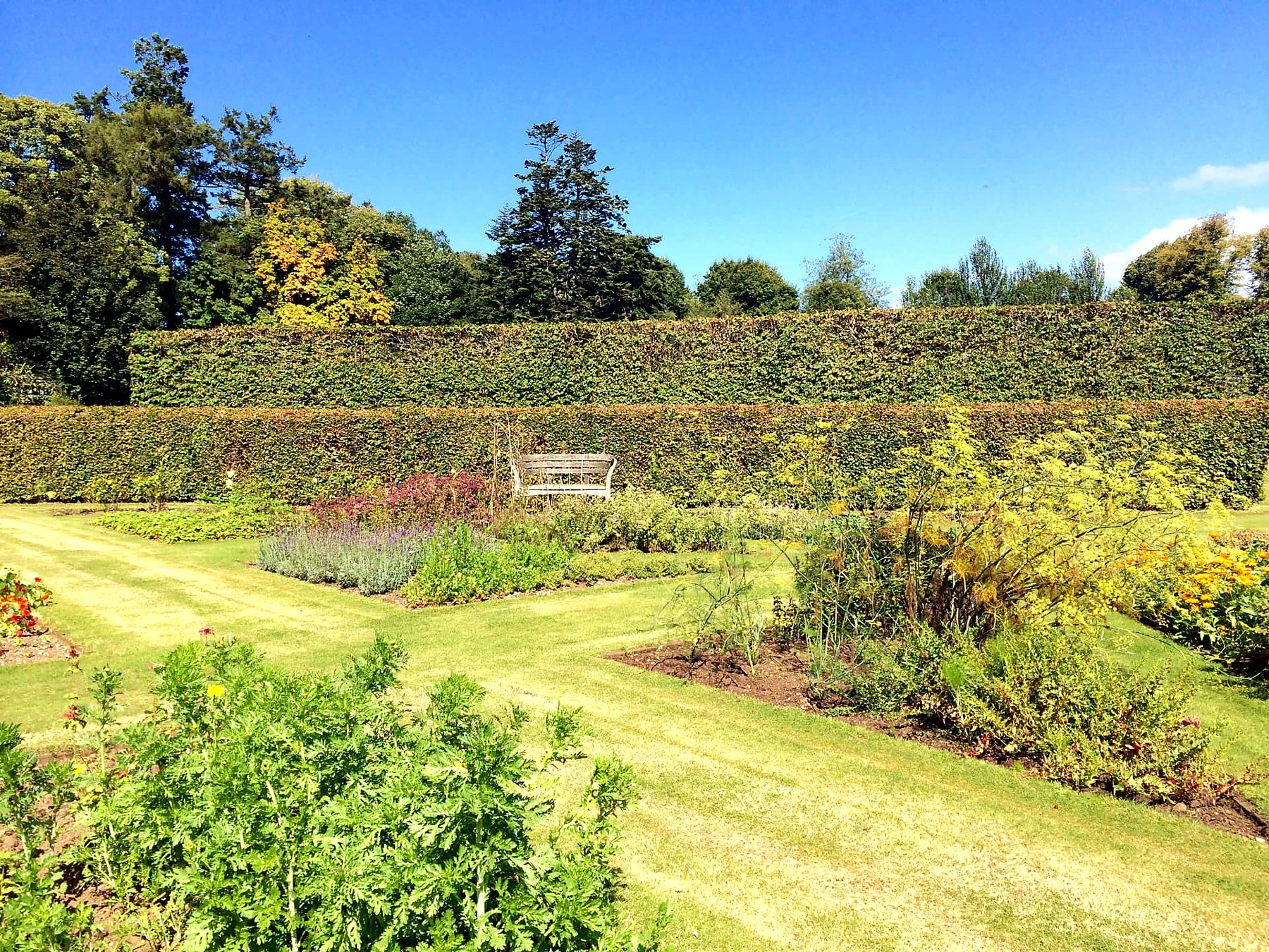 Late-summer flower borders and clipped beech hedges in the walled garden at Mount Stuart, Isle of Bute
