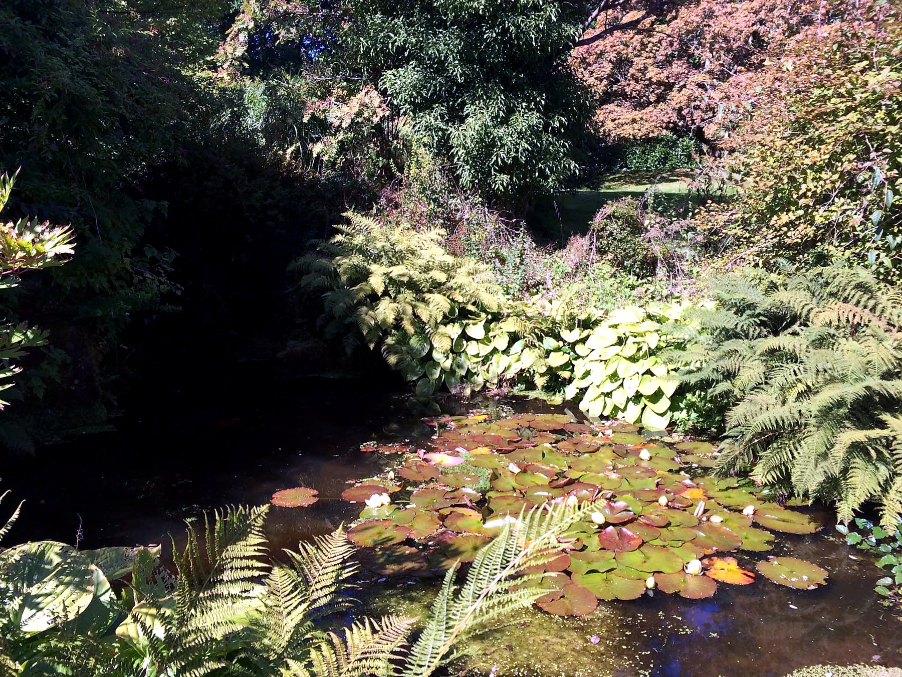 Water lilies and ferns in a shaded garden pond in the grounds of Mount Stuart, Isle of Bute